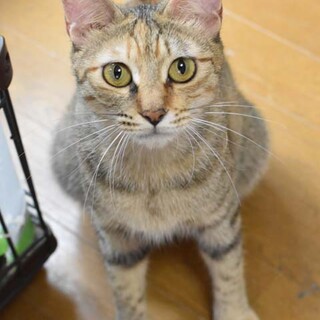 スリスリ攻撃が激しいハイジちゃん