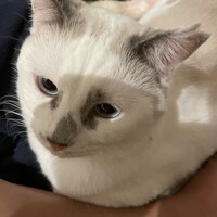 カナヲ