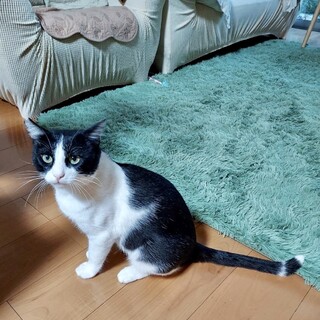 人馴れ抜群☆白黒ハチ割れ★えびぞう約３歳