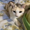 かみかみ39