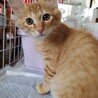 元気で可愛いタイガーくん、１匹飼育がいいかもです。 サムネイル2