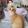 元気で可愛いタイガーくん、１匹飼育がいいかもです。 サムネイル3