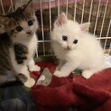 一時募集停止白い妖精のようなモフモフ系子猫兄妹