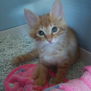 元気で可愛いタイガーくん、１匹飼育がいいかもです。