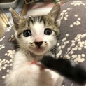 ハウルくん
