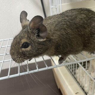 デグーの里親募集します