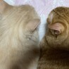 いちぷりここあ