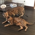 3歳ベンガル猫兄弟里親募集