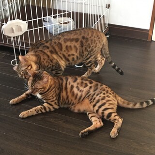 3歳ベンガル猫兄弟里親募集