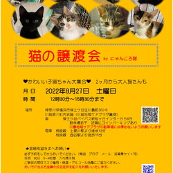 猫の譲渡会　by にゃんころ隊