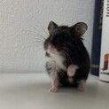 ブラックハムスター