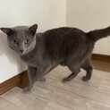 ロシアンブルーの甘えん坊　カイ君