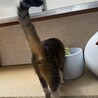 好きになったら一途！ｶﾗ  サムネイル4