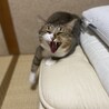 好きになったら一途！ｶﾗ  サムネイル5