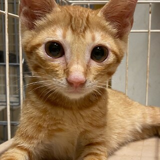 人馴れした穏やかな茶トラの男の子