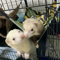 2匹一緒に引き取ってくださる方でお願いします。