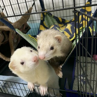 2匹一緒に引き取ってくださる方でお願いします。