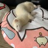 2匹一緒に引き取ってくださる方でお願いします。 サムネイル2