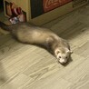 2匹一緒に引き取ってくださる方でお願いします。 サムネイル3