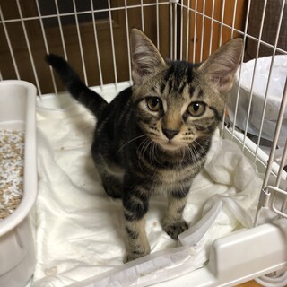 可愛いコウくん　4ヶ月　家族に迎えて下さい♡