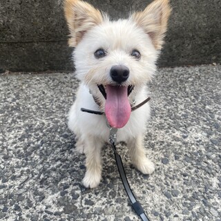 野生児だけど甘えんぼな『トト』