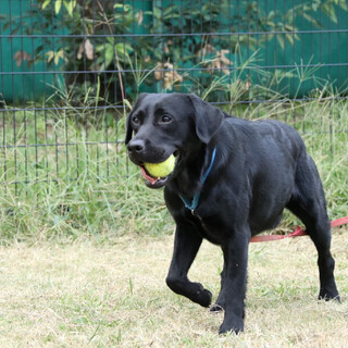 ハル（ラブラドール）