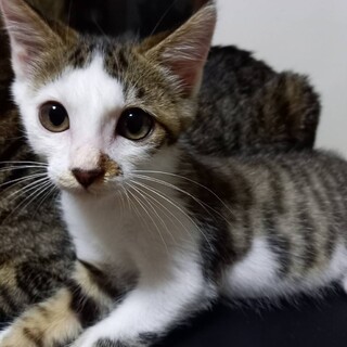 元気いっぱいのキジ白くん