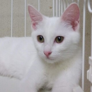 耳が聞こえない事だって個性のひとつ！シュガー3ヶ月