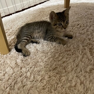 甘えん坊のキジトラくん！