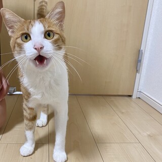 食いしん坊で甘えん坊！元気な茶白くん♂
