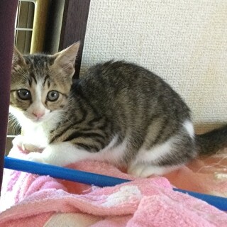 美人のDNA持ちの「小梅ちゃん」