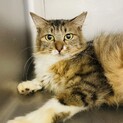 小柄な長毛猫ルンバ