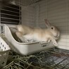  保護うさぎ 滋賀っこ いろは サムネイル4
