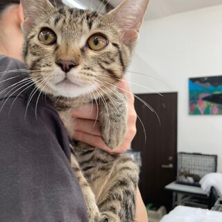 猫大好き♫レッドくん