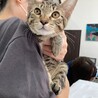猫大好き♫レッドくん サムネイル2