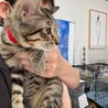 猫大好き♫レッドくん サムネイル3