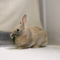 保護うさぎ 滋賀っこ二世 りんちゃん