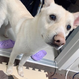 凄く甘えん坊なコットン♂