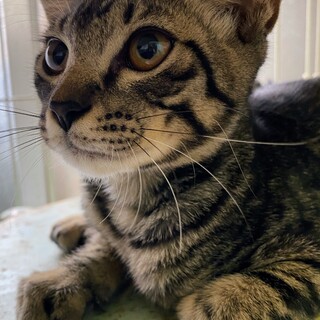 人馴れした穏やかな男の子