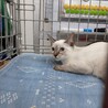 シャム風のしゃもんぬ サムネイル2