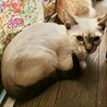 シャム風のしゃもんぬ サムネイル3