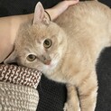 【里親募集】茶トラの保護猫