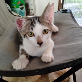 人も猫も大好きな子猫