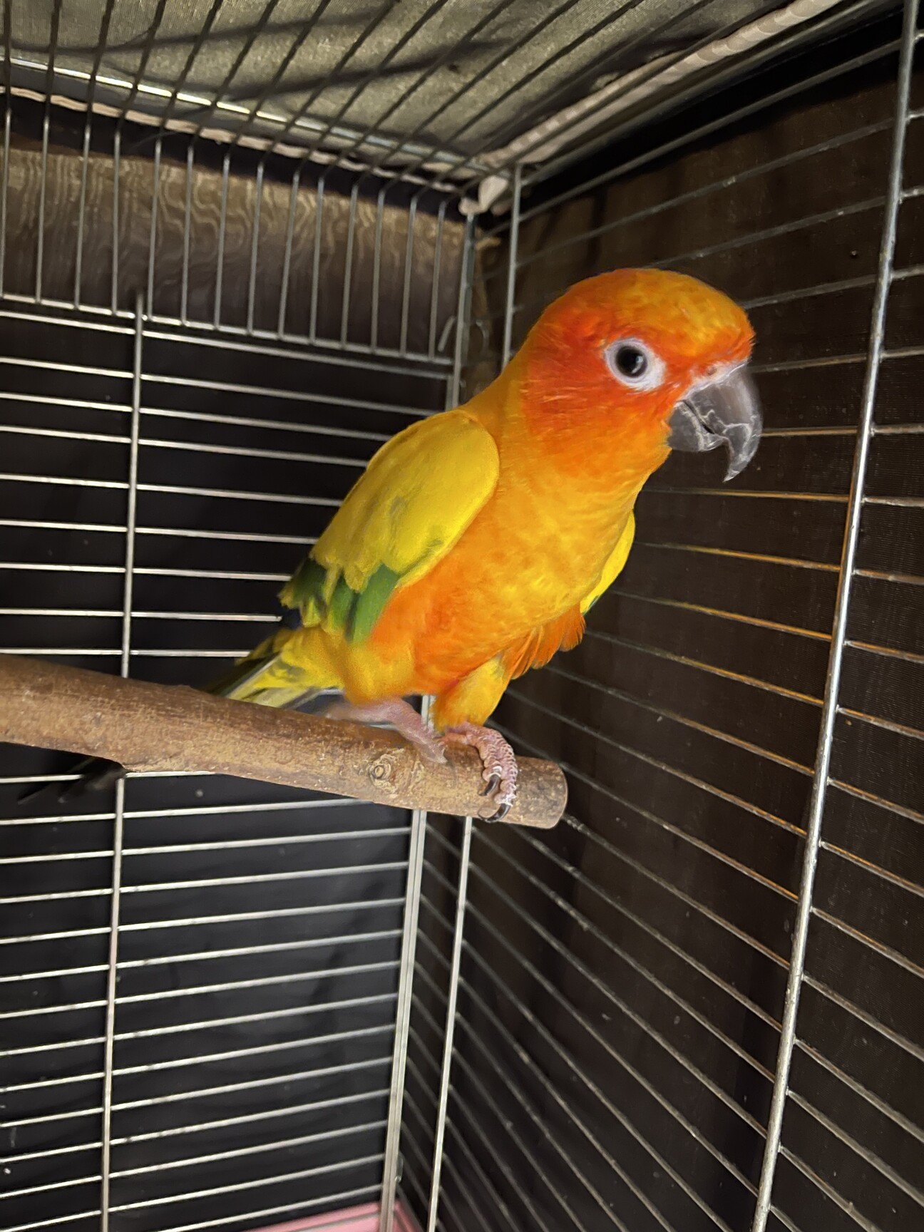 コガネメキシコインコ」愛知県 - 鳥の里親募集(425847) :: ペットの