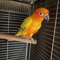 コガネメキシコインコ