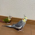 ウロコインコとオカメインコ
