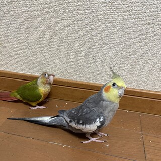 ウロコインコとオカメインコ