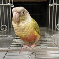ウロコインコ
