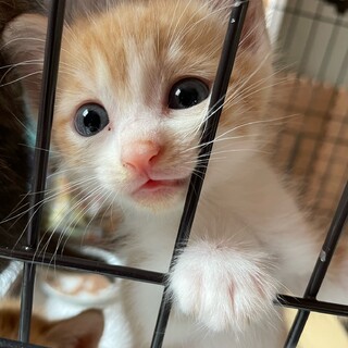 かわいい茶トラ兄弟、生後2ヶ月！