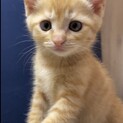 かわいい茶トラ兄弟、生後2ヶ月！